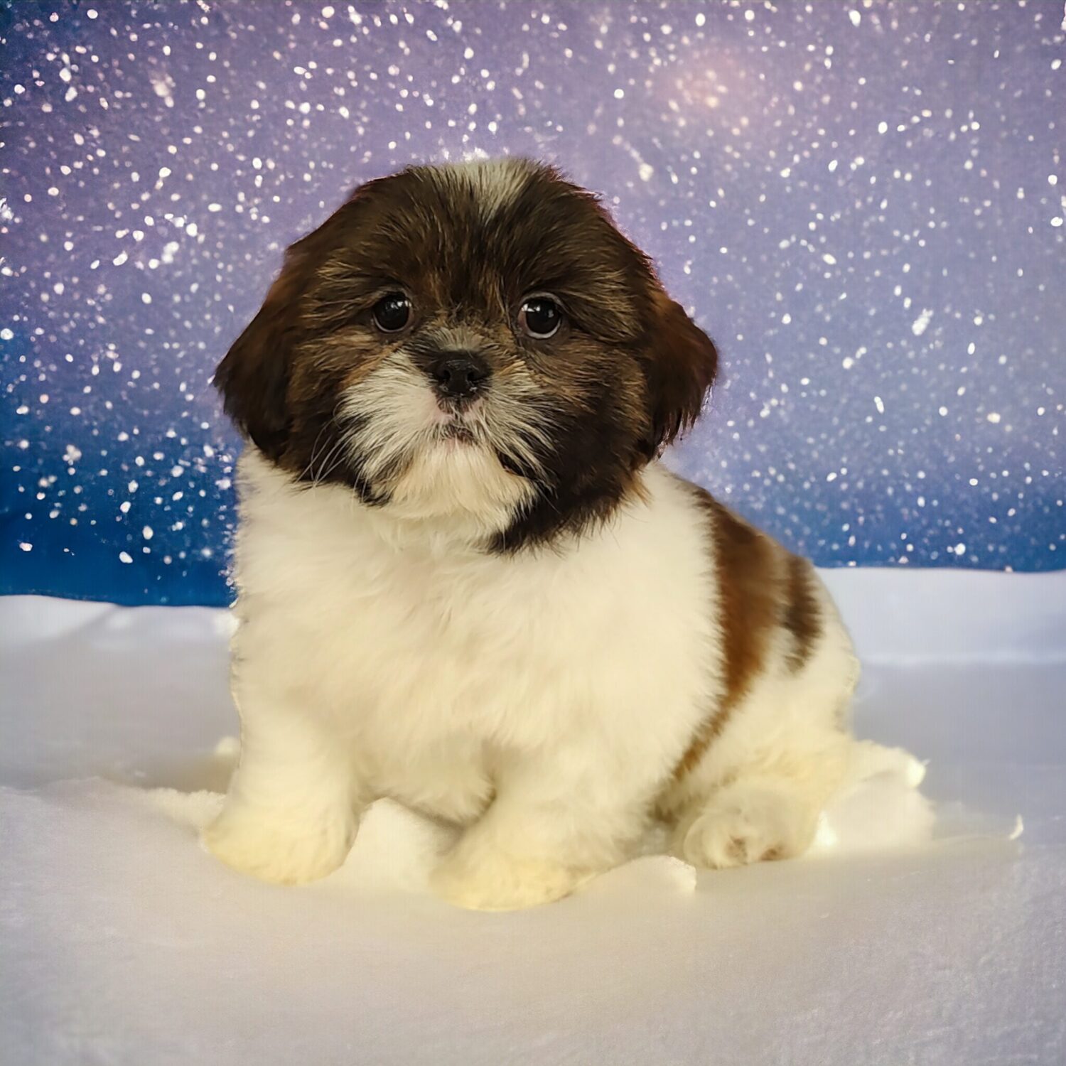 Pet Store - Toy & Small Breed Dogs for Sale in Ashland, VA | Pauley's Pups