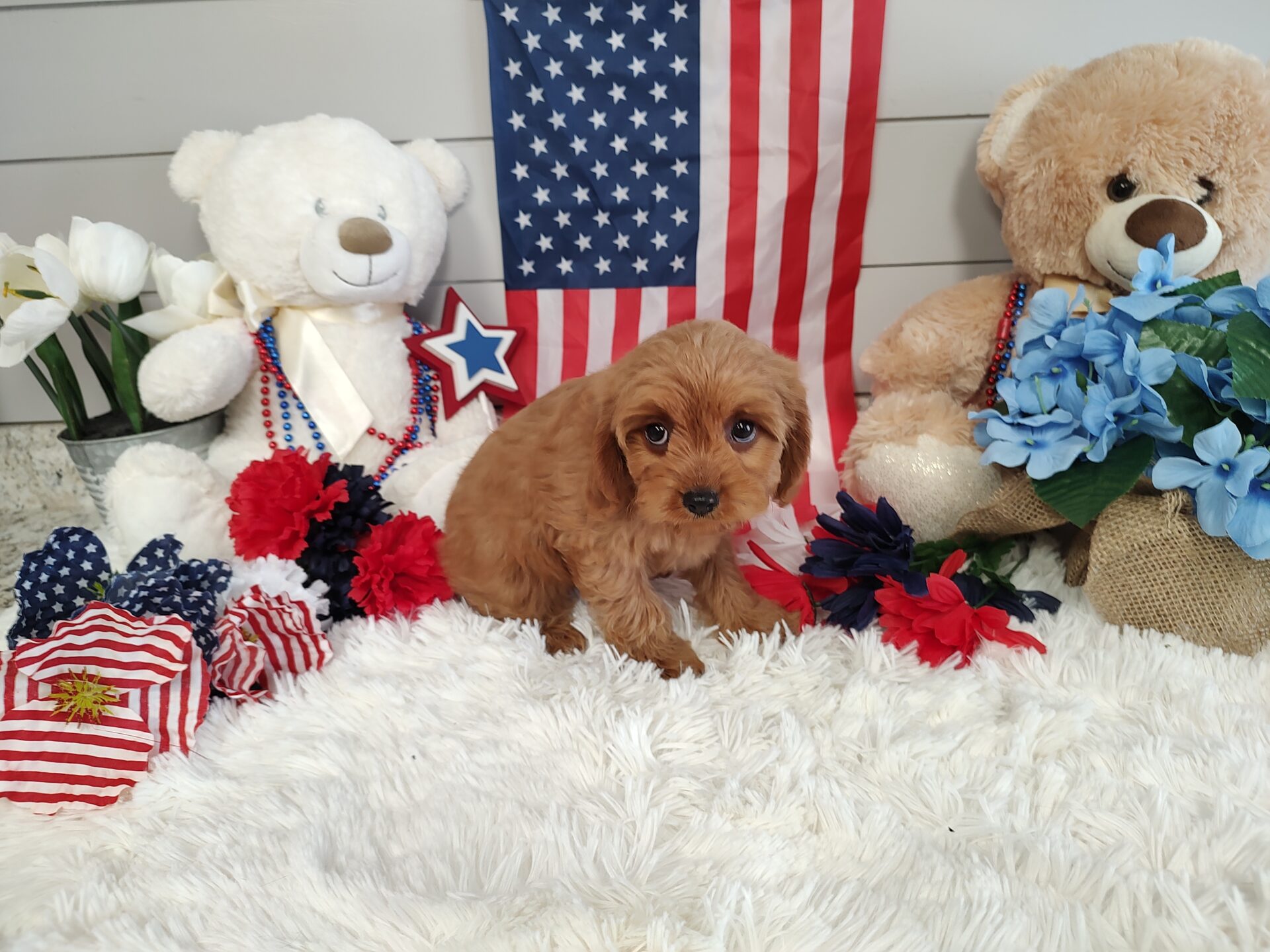 Pet Store - Toy & Small Breed Dogs for Sale in Ashland, VA | Pauley's Pups