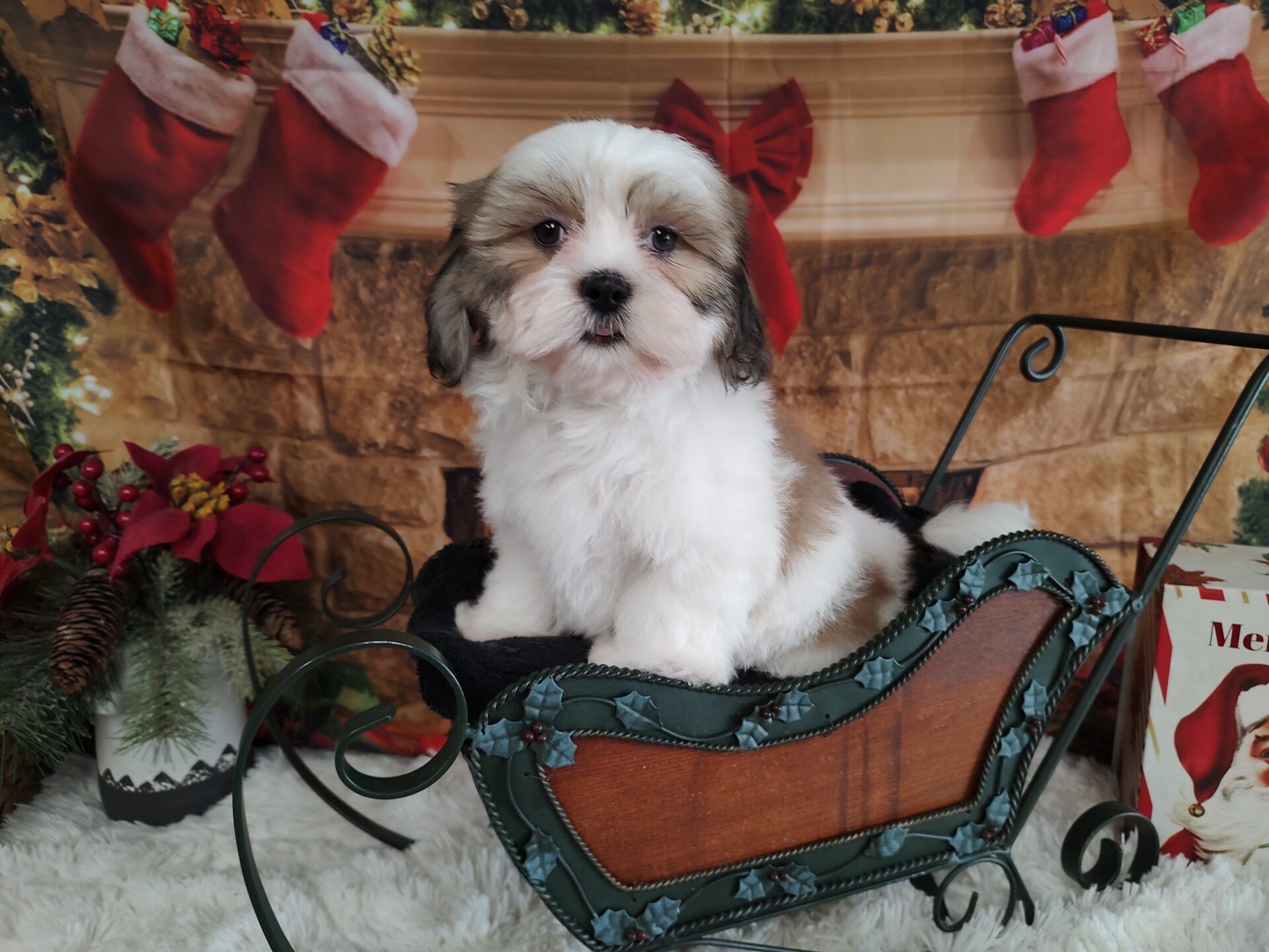 Pet Store Fredericksburg VA: Puppies & Dogs for Sale | Pauley's Pups