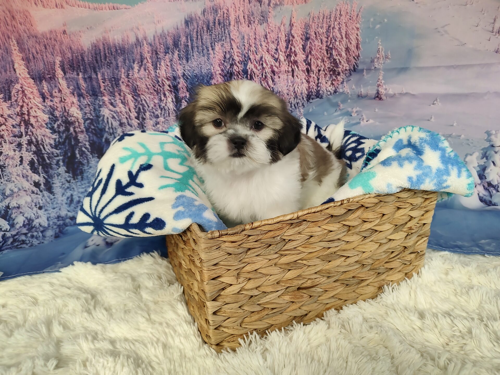 Pet Store Fredericksburg Va: Puppies & Dogs For Sale 