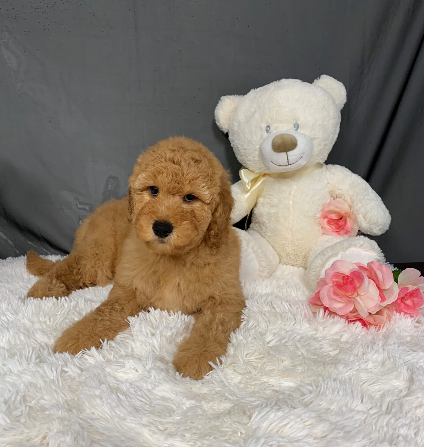 Pet Store - Toy & Small Breed Dogs for Sale in Ashland, VA | Pauley's Pups