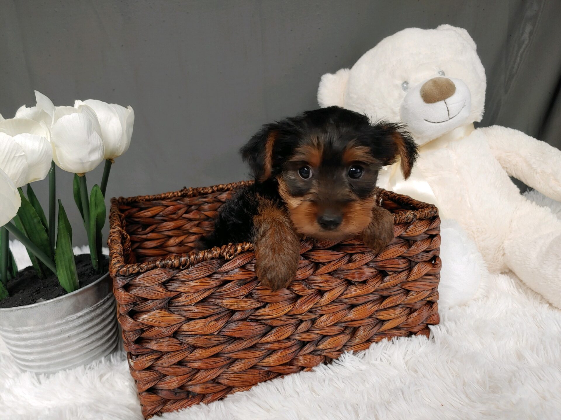 Pet Store Fredericksburg VA: Puppies & Dogs for Sale | Pauley's Pups