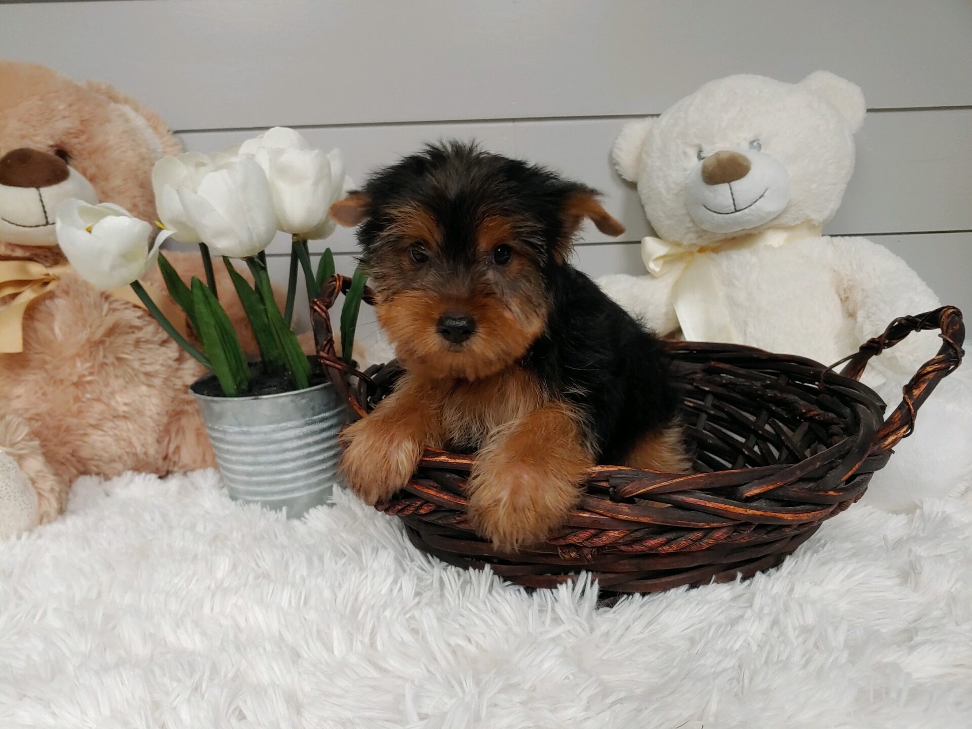 Pet Store Fredericksburg VA: Puppies & Dogs for Sale | Pauley's Pups