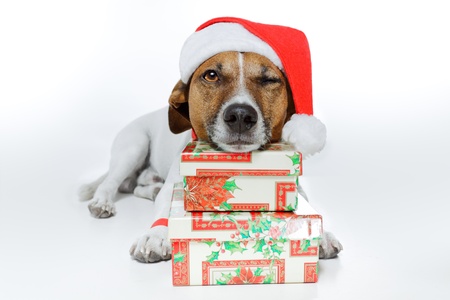 Best Christmas Gifts for Your Dog