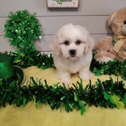 Pet Store - Toy & Small Breed Dogs for Sale in Ashland, VA | Pauley's Pups